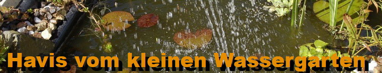 7 Wochen und schon sooo gross - havis-vom-kleinen-wassergarten.de